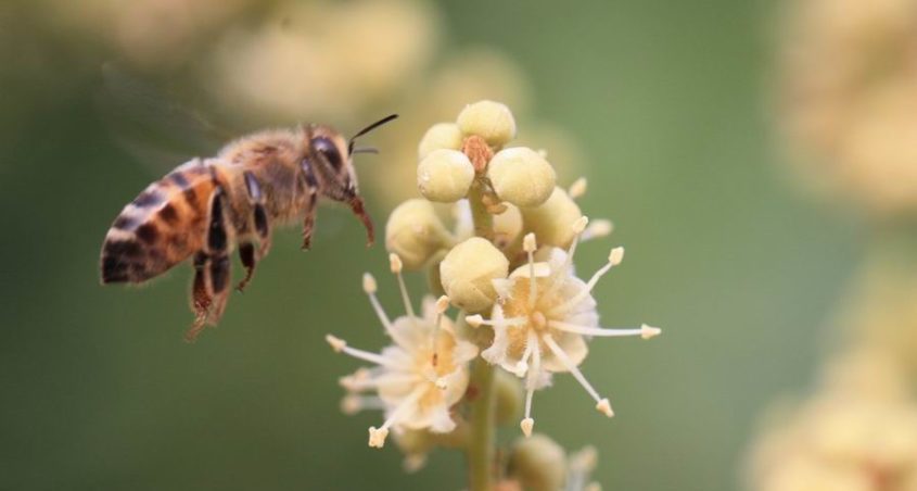 Mật ong hoa nhãn 